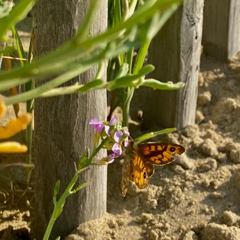 Quelques signes du printemps se posent ça et là
