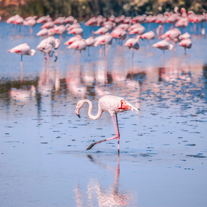 Une flamboyante de flamants (crédit photo JD Designs sur Unsplash)