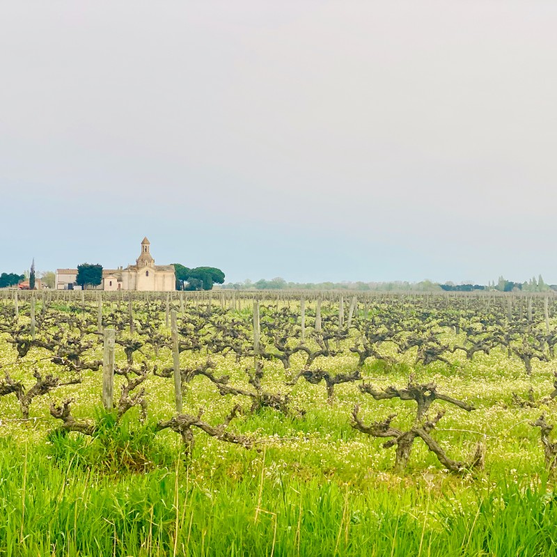 Vignes Camargue à MontCalm