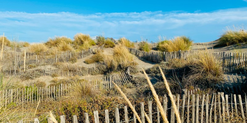 Ganivelles dans les dunes de l'Espiguette