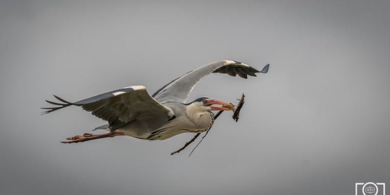 Parc ornithologique de Gau (crédit photo Serge Thieuleux)