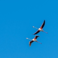 Flamants roses de Camargue