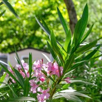 Allées du camping par Hervé Lecair