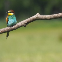Le guêpier d'Europe aime les terres sablonneuses