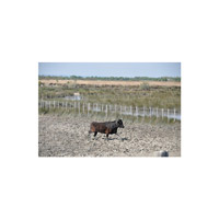 Les élévage de taureaux