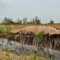La culture du roseau ou sagne
