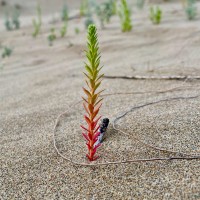 L'euphorbe maritime — dunes de l'Espiguette