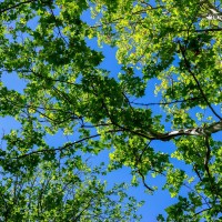 L'ombre d'un platane par Hervé Leclair