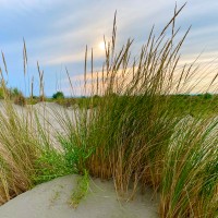 À l’Espiguette, au cœur de la Petite Camargue, l’oyat des dunes (Ammophila arenaria) protège nos plages, grâce à un système racinaire très profond.