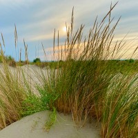 L'oyat des dunes, plage de l'Espiguette