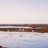 Flamants roses et parc naturel de Camargue, préservons les espaces naturels avec l'écotourisme