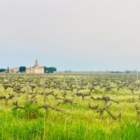 Vignes Camargue à MontCalm