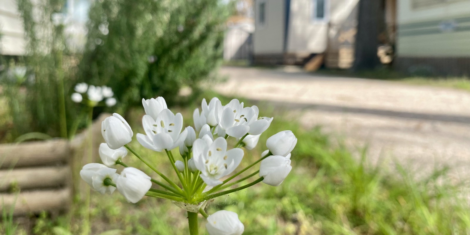 l’Ail de Naples, ou Allium neapolitanum pousse dans le camping