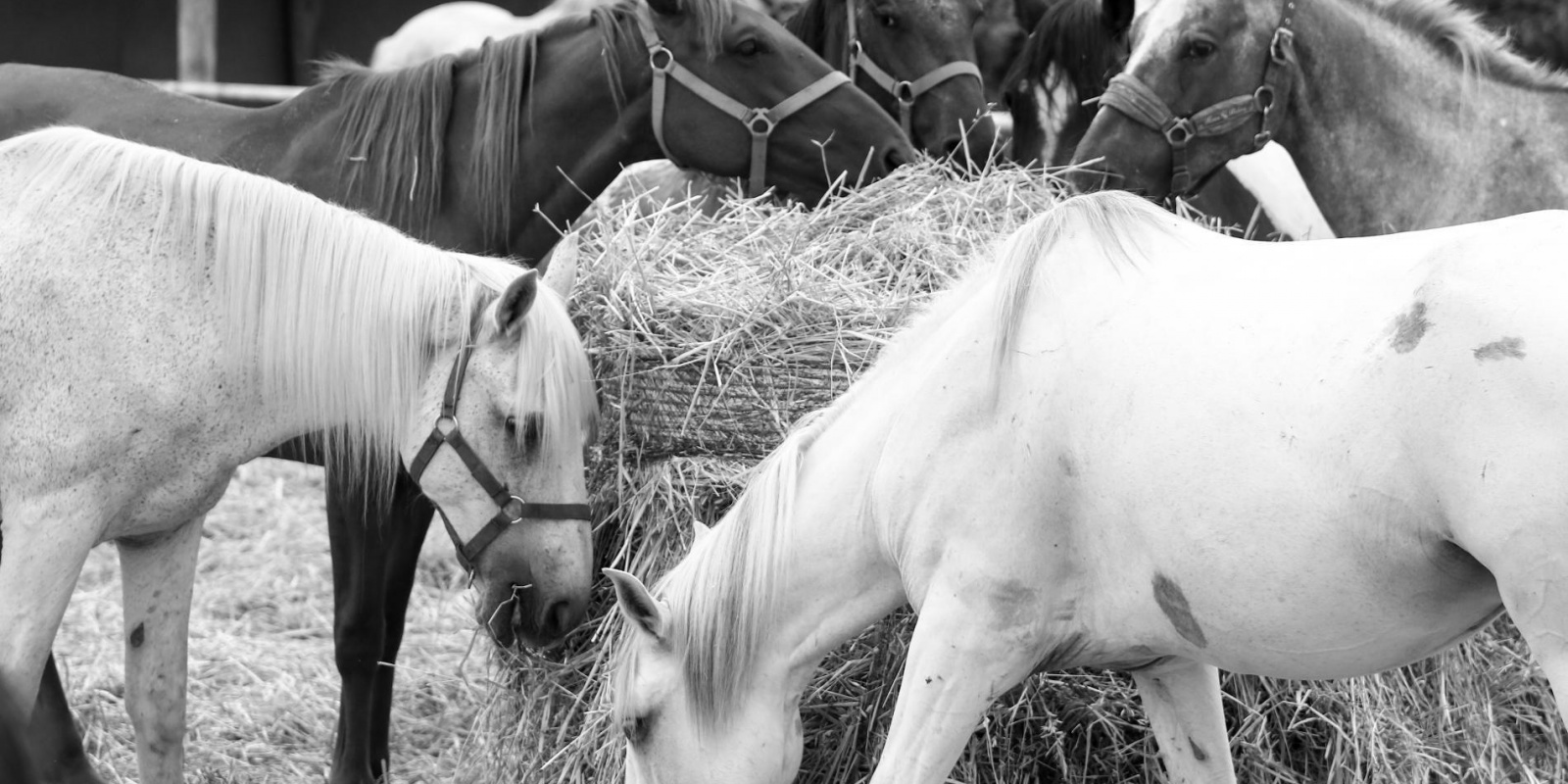Balade à cheval en Camargue avec Abrivado Ranch