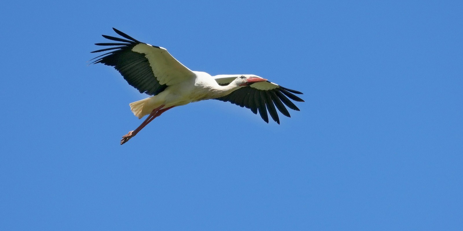 Cigogne blanche en plein vol 