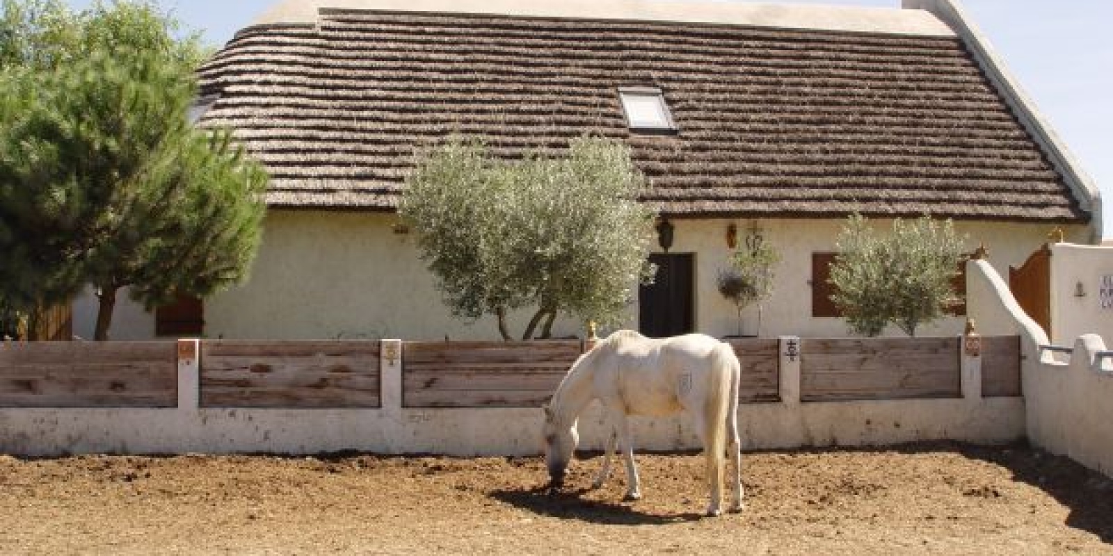 L'incontournable cheval Camarguais