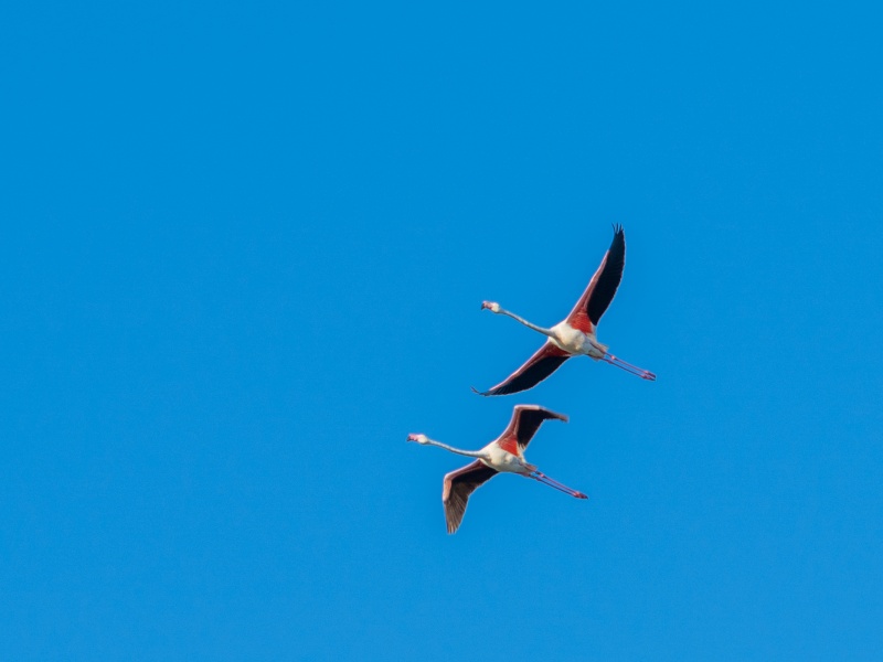 Flamants roses de Camargue
