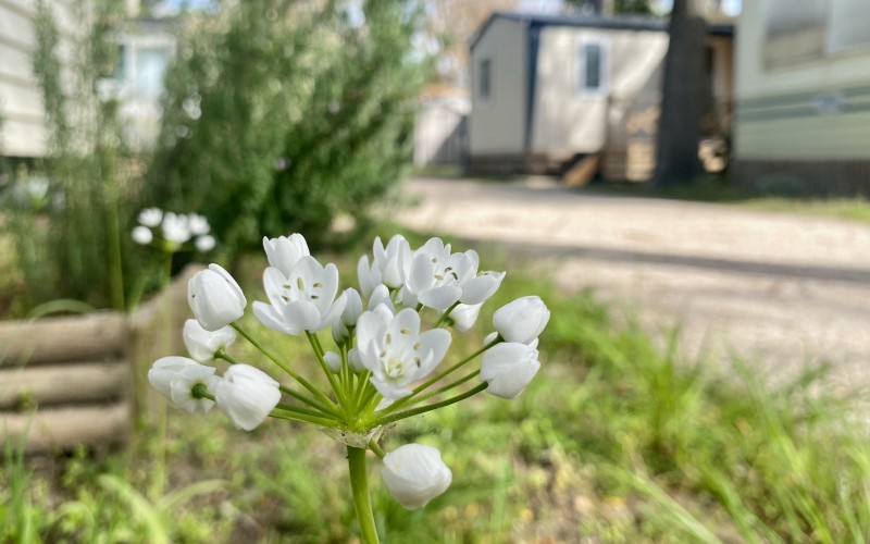 l’Ail de Naples, ou Allium neapolitanum pousse dans le camping