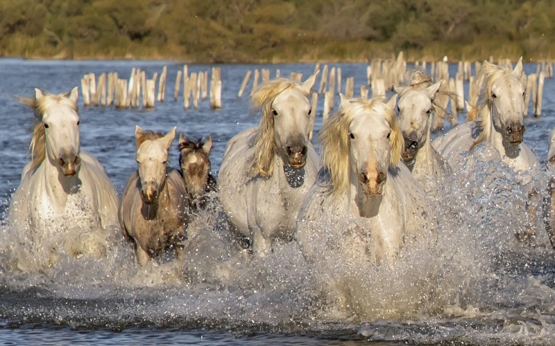 Chevaux camarguais courant dans l'eau