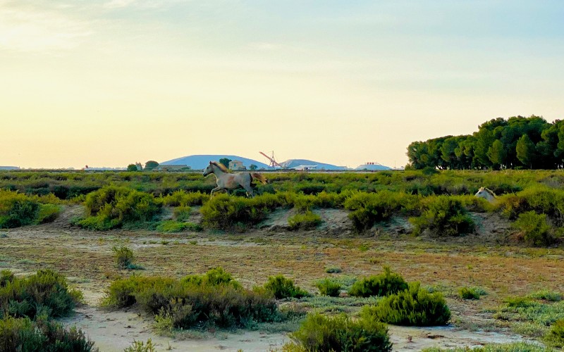 chevaux galopants de Camargue devant les Salins