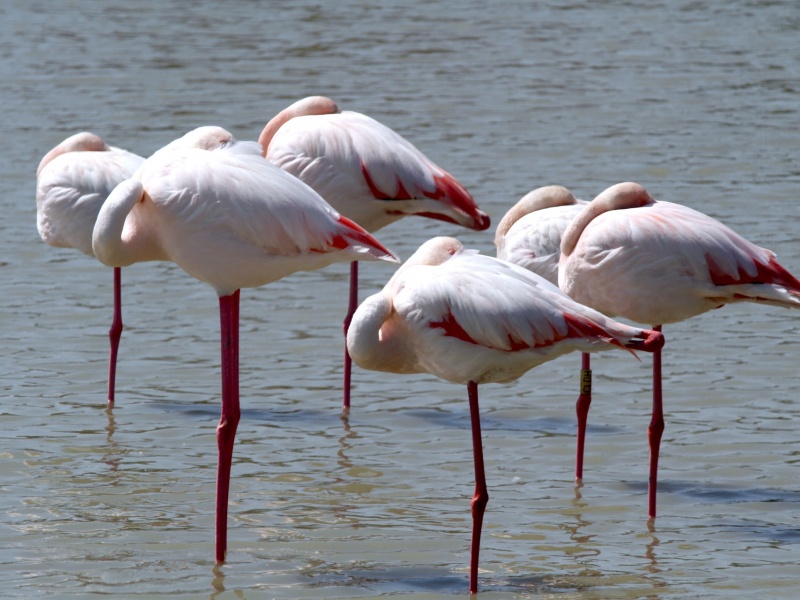 Flamants roses (crédit photo Frank Eiffert @Unplash)