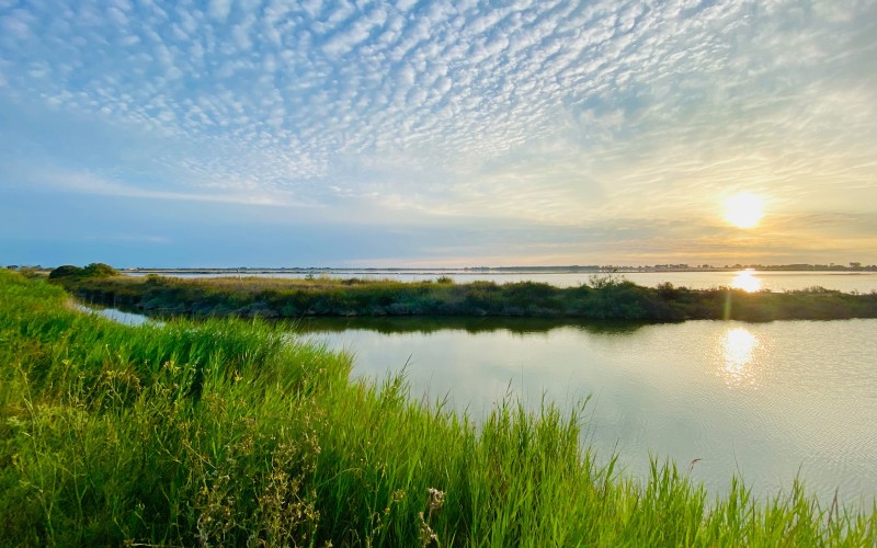 Les roselières longent les étangs de Camargue, ici près du Grau-du-Roi sur un soleil levant