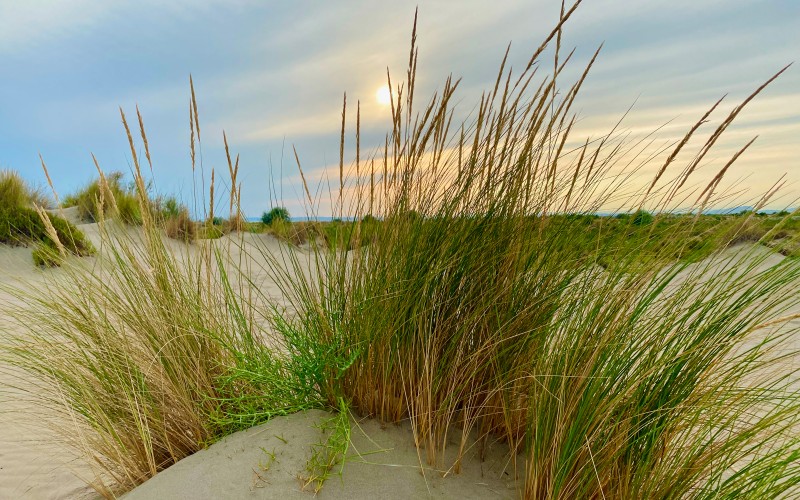 L'oyat des dunes, plage de l'Espiguette