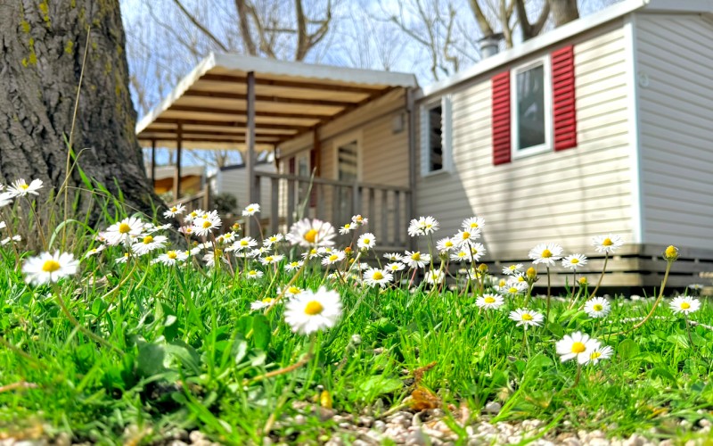 Mobil-home au printemps de vent un parterre de pâquerettes