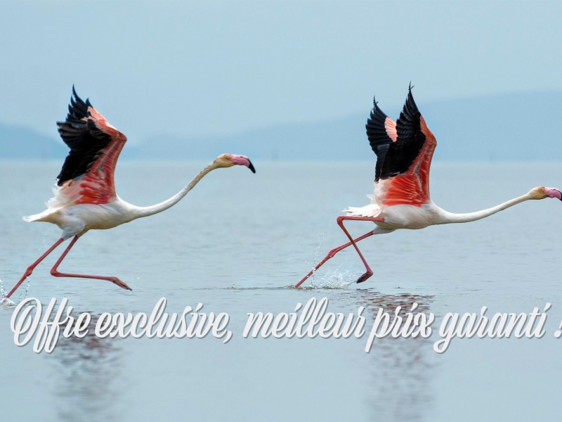 Offre Saint Valentin 2021 (crédit photo Dattatreya Patra @Unsplash)