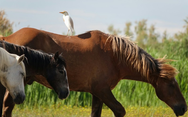 Oiseau sur le dos d'un cheval en Camargue : offre fidélité (crédit photo  Adrien Stachowiak @Unsplash)