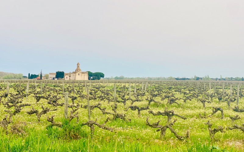 Vignes Camargue à MontCalm