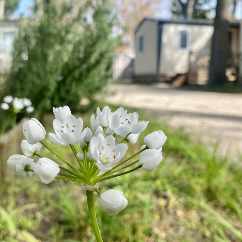 l’Ail de Naples, ou Allium neapolitanum pousse dans le camping