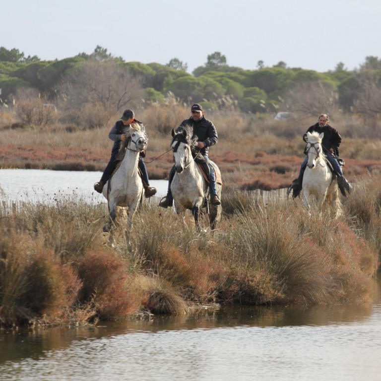 Balade à cheval en Camargue avec Abrivado Ranch