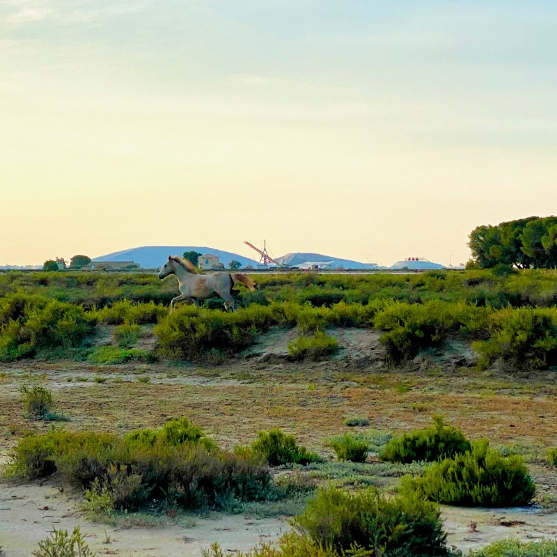 chevaux galopants de Camargue devant les Salins