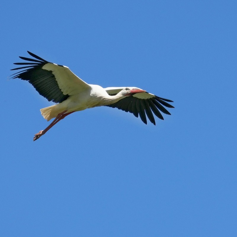 Cigogne blanche en plein vol 