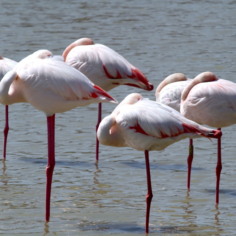 Flamants roses (crédit photo Frank Eiffert @Unplash)
