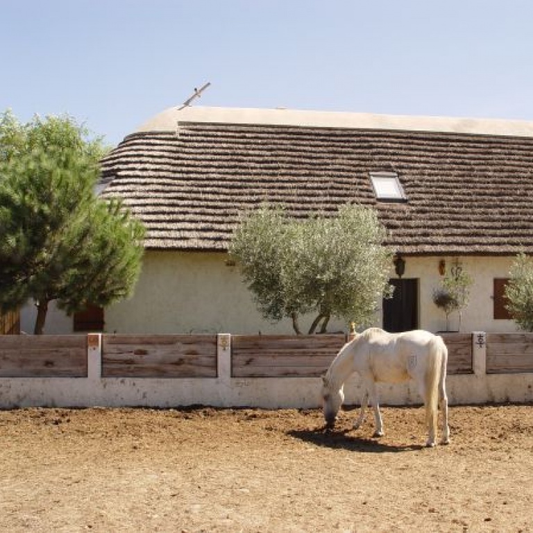 Holidays in the Camargue