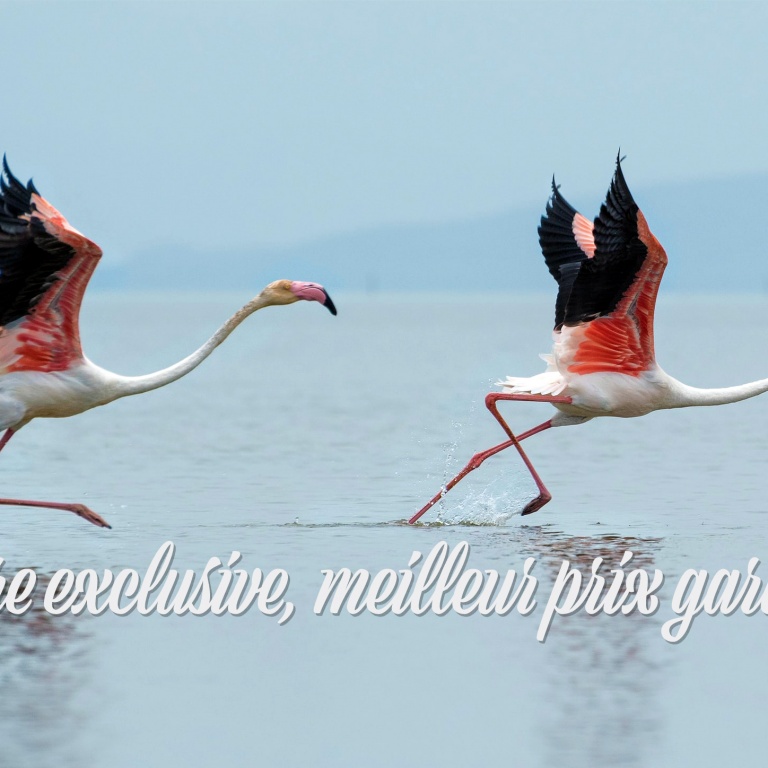 Offre Saint Valentin 2021 (crédit photo Dattatreya Patra @Unsplash)