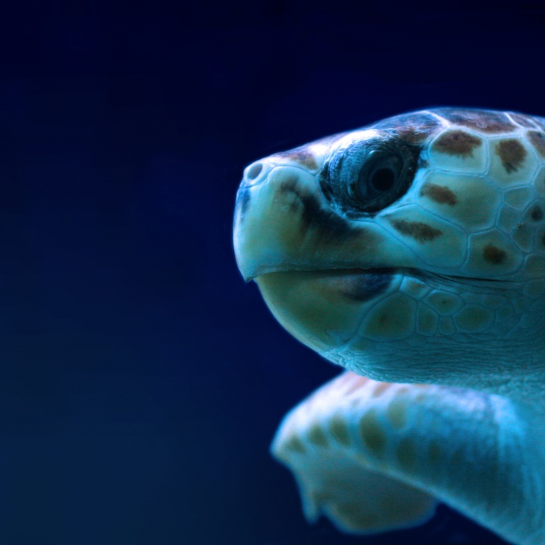 Tortue de mer au Seaquarium du Grau du roi