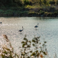 Camping Abri de Camargue : faune et flore Camarguaise septembre 2020