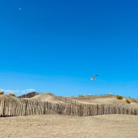  la plage de l'Espiguette est célèbre pour son caractère sauvage et son étendu de sable