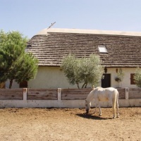L'incontournable cheval Camarguais