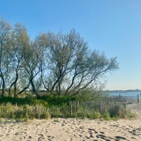 Le tamaris symbole de la Camargue jusque sur la plage