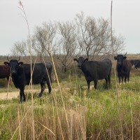 Taureaux en Camargue, une manade