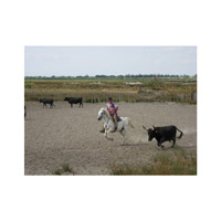 La tradition Camarguaise